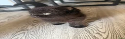 Mixed Breed cats for sale: Persian and tabby Ebony kitten in Birmingham - Advert 6
