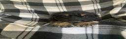 Cockapoo dogs for sale:  Beautiful Cockerpoo F1 Puppies Ready Now 🐾  🏡 - Advert 6