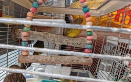 Canaries birds for sale: 13 Mixed Male/ Female Canaries in diffrent colours - Image 5