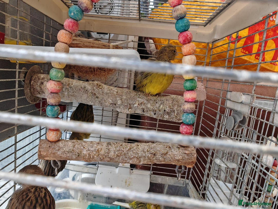 Canaries birds for sale: 13 Mixed Male/ Female Canaries in diffrent colours - Image 5