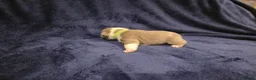 English Bulldog dogs for sale: ☆ showstopping stocky and Rare lilac tri pups ☆  - Advert 37