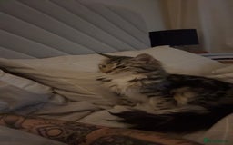 Bengal cats for sale: Re homing  - Image 2