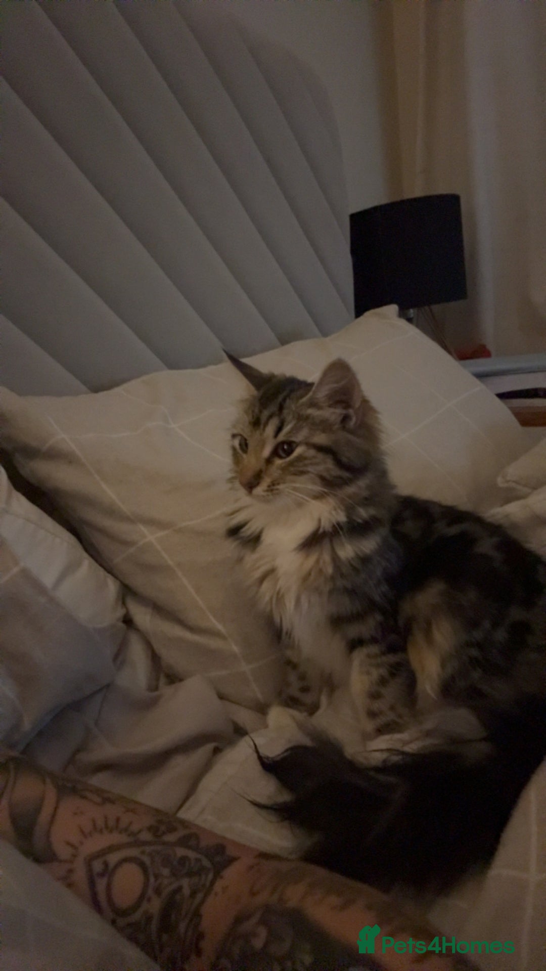Bengal cats for sale: Re homing  - Image 2