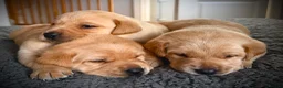 Labrador Retriever dogs for sale: KC Registered Labradors  - Advert 8