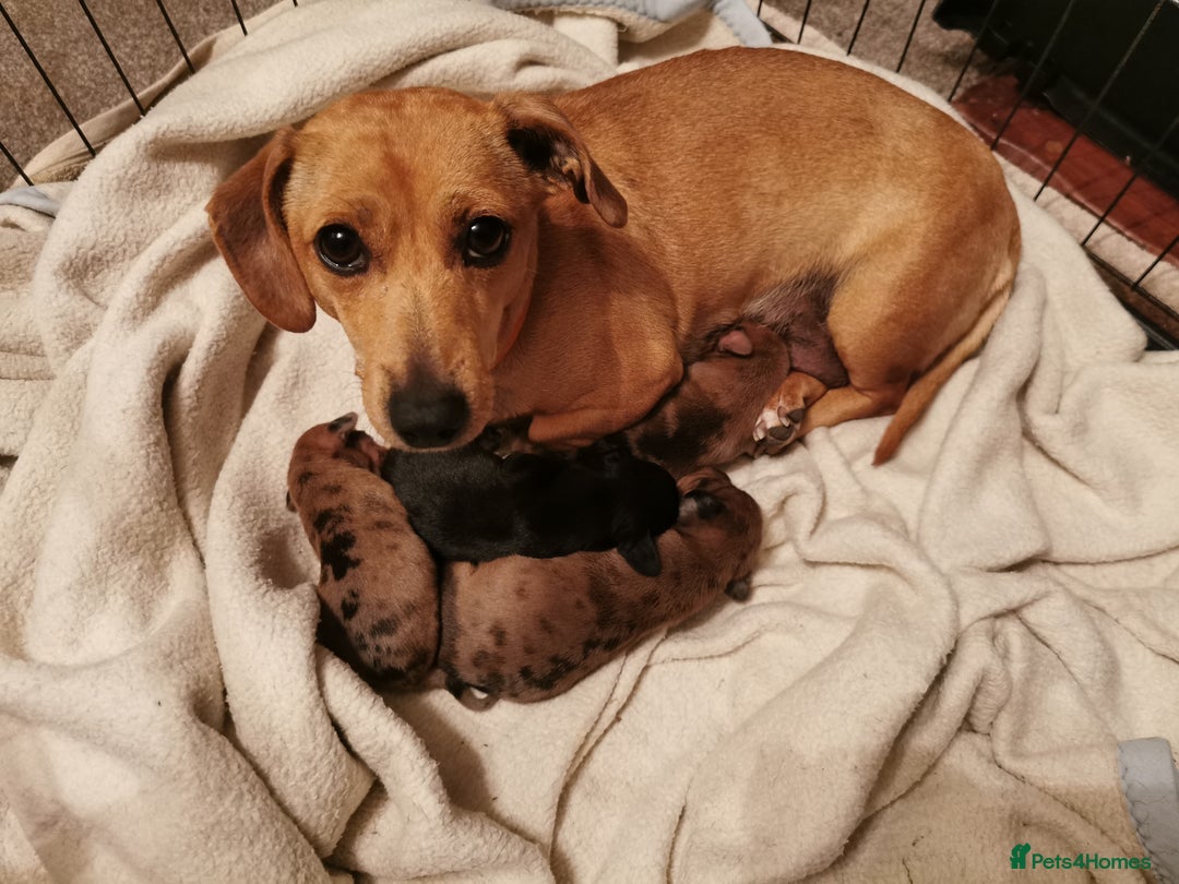 Dachshund dogs for sale: Unusual colour beautiful miniature dachshound pups - Advert 2