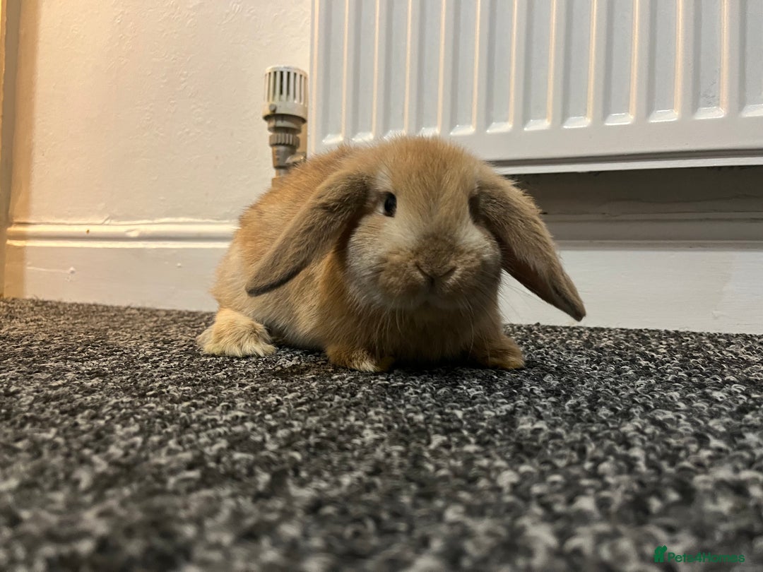 French Lop rabbits for sale: Little bunny’s  - Advert 12