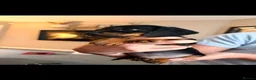 Miniature Dachshund dogs for sale: 2 beautiful miniature dachshunds  - Advert 3