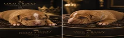 Staffordshire Bull Terrier dogs for sale: HOUSEOFLEGACY-Premium Merle Staffordshire Terriers - Advert 6