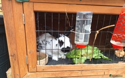 English rabbits for sale: Male English Rabbit - Image 1