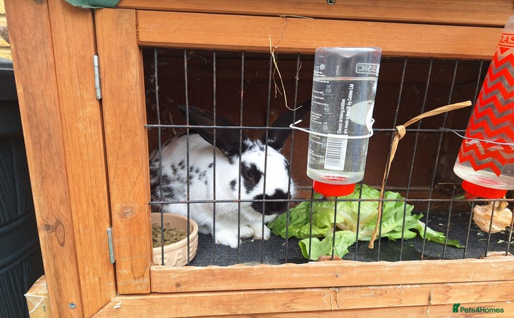 English rabbits - Advert 1