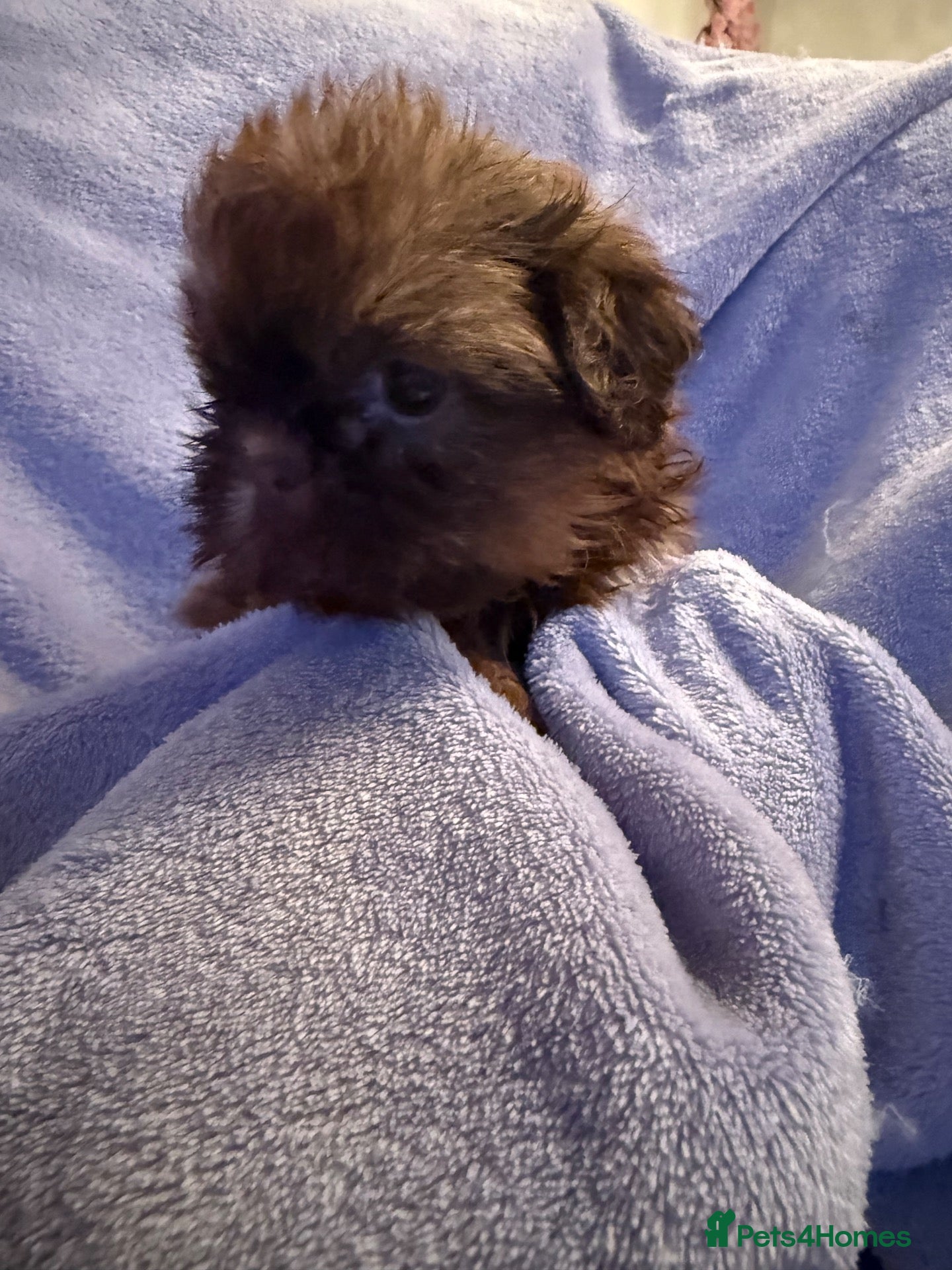 Shih Tzu dogs Stunning imperial Shihtzu puppies Kc registered  - Advert 2