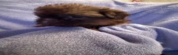 Shih Tzu dogs for sale: Stunning imperial Shihtzu puppies Kc registered  - Advert 2
