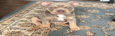Mixed Breed 2
