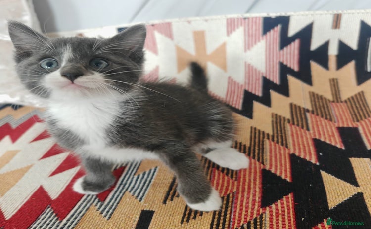 Mixed Breed cats - Advert 5