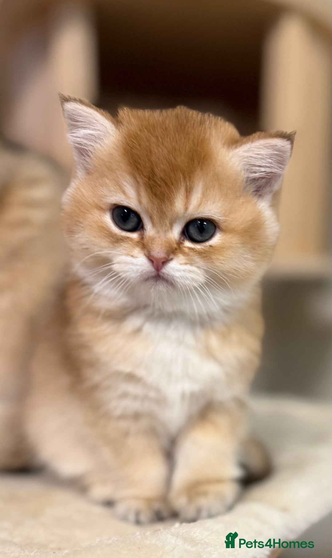 British Shorthair cats for sale: 🌟 Last two beautiful  Golden BSH girls 🌟 - Advert 31