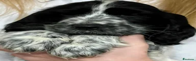 Cocker Spaniel 4