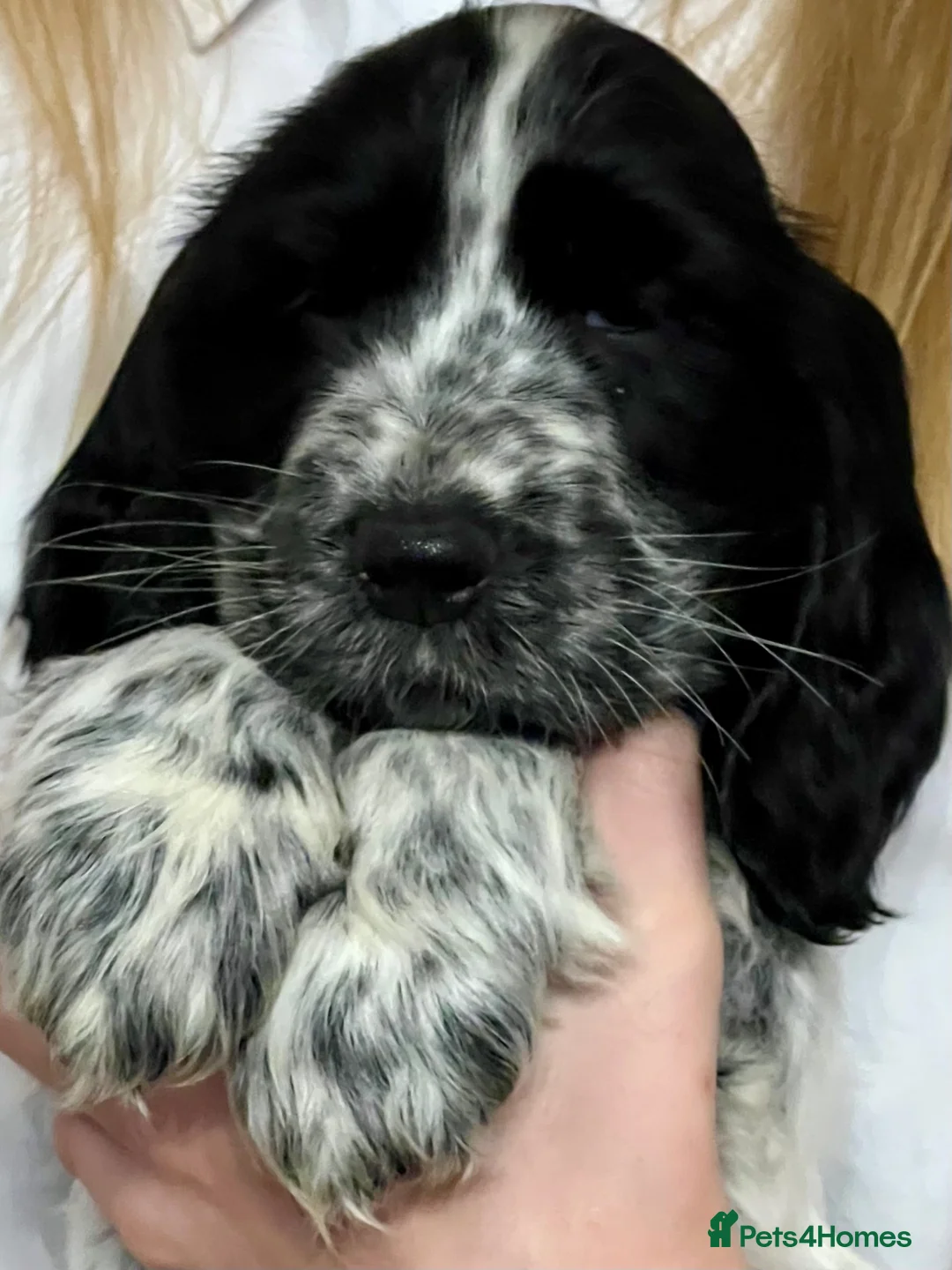 Cocker Spaniel dogs for sale: Show Cocker Spaniels - Advert 7