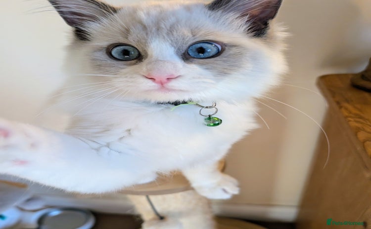 Ragamese cats - Advert 1