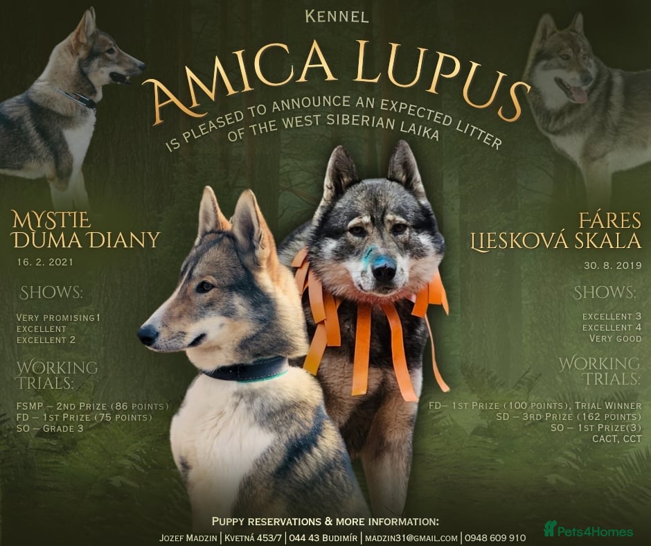 Siberian Husky dogs Western Siberian Lajka - Advert 1