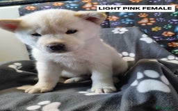 Mixed Breed dogs for sale: Chowski pups - Image 11