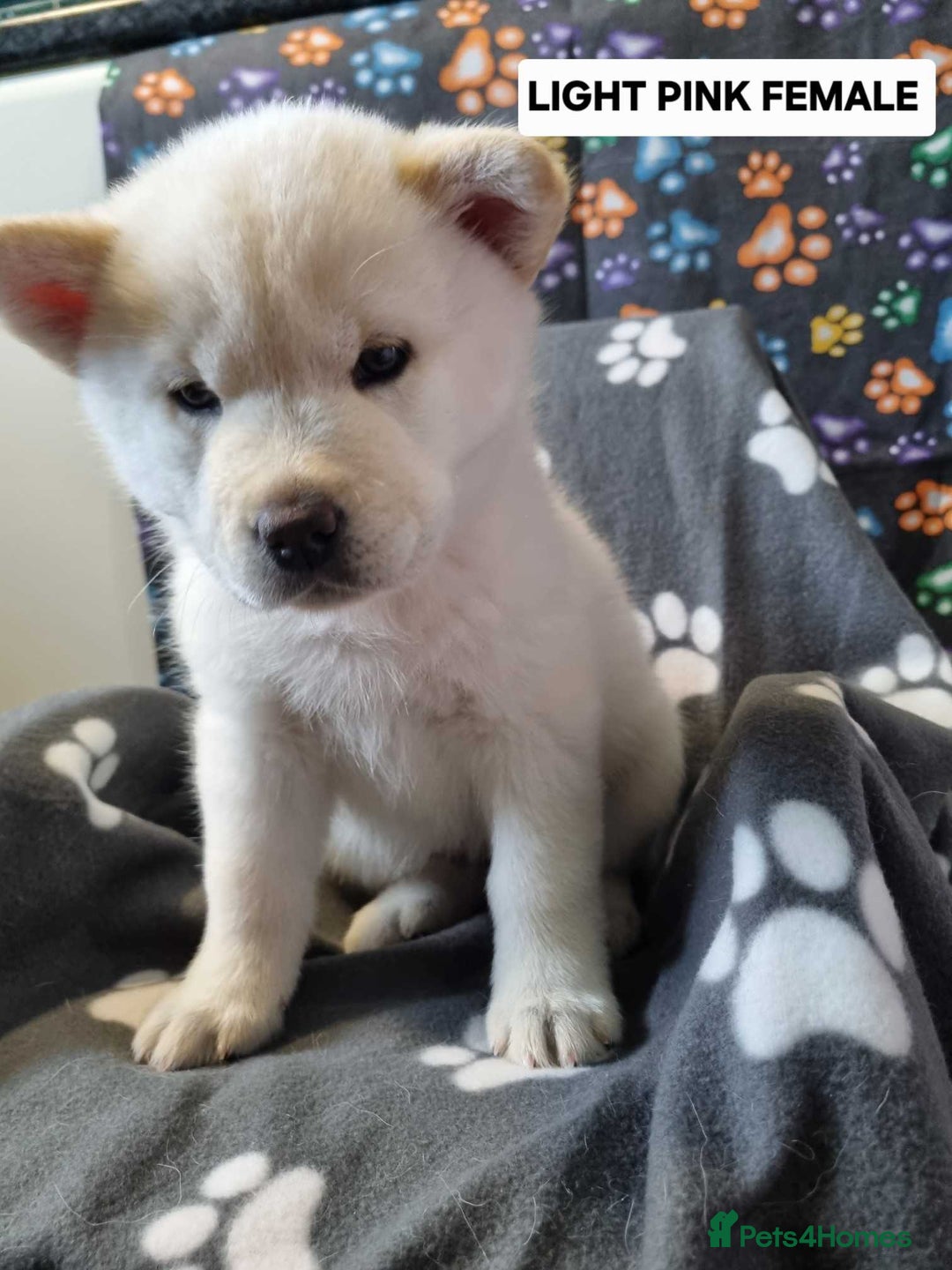 Mixed Breed dogs for sale: Chowski pups - Image 11