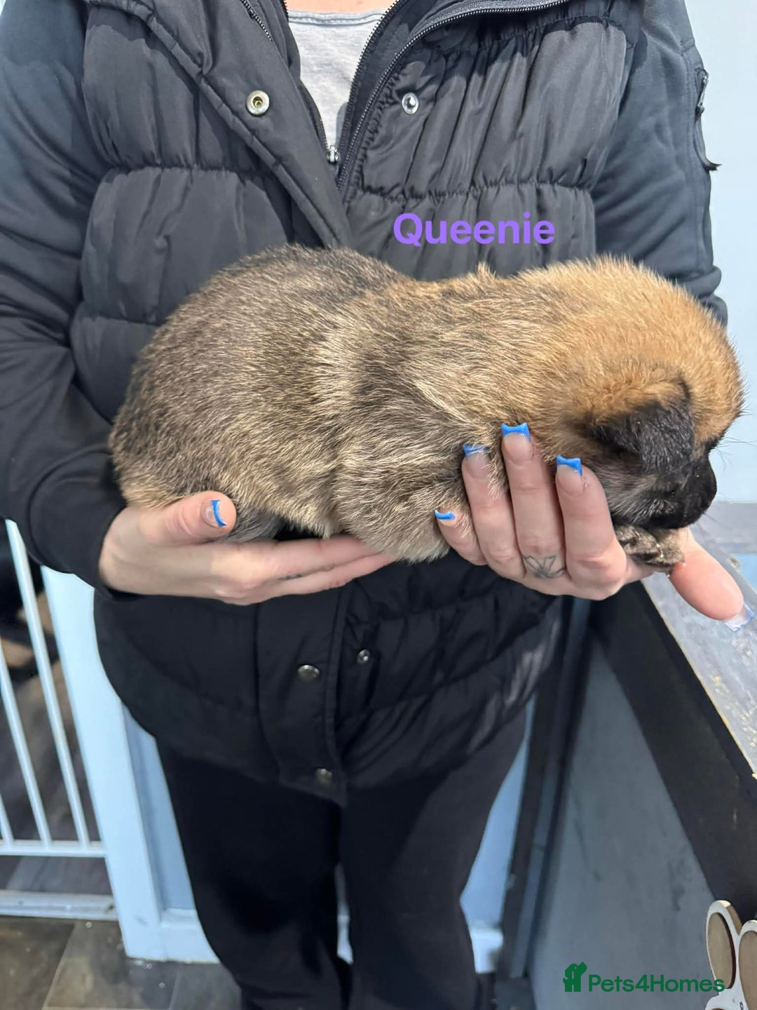 German Shepherd dogs for sale: German shepherd - Advert 10