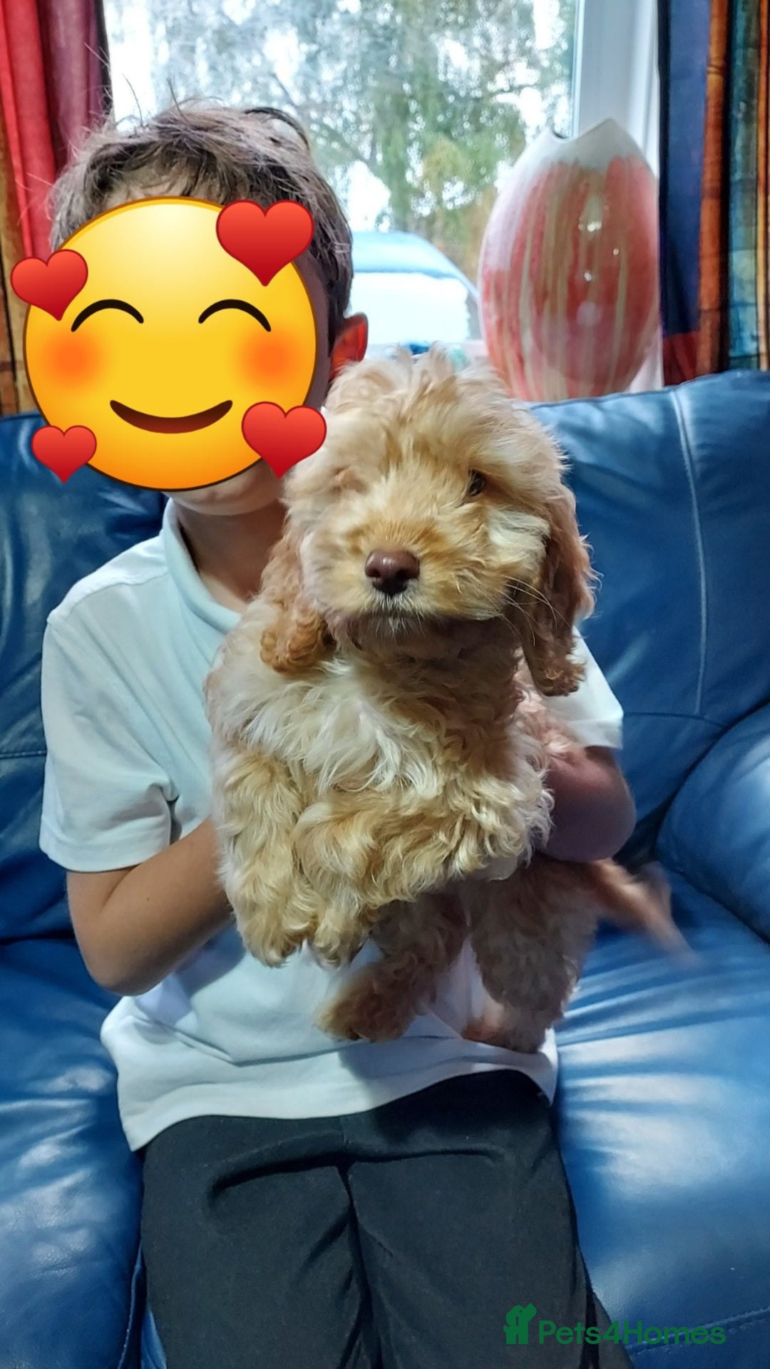 Cockapoo dogs for sale: Gorgeous F1 Cockapoo Pups Ready For You - Image 4