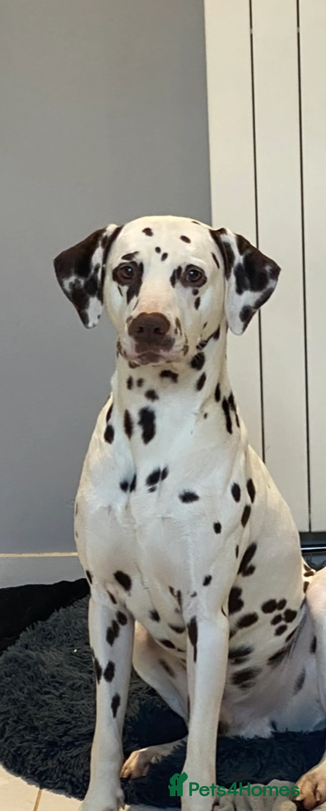 Dalmatian dogs for stud: Kc Reg Proven stud Dalmatian  in Ormskirk - Advert 8