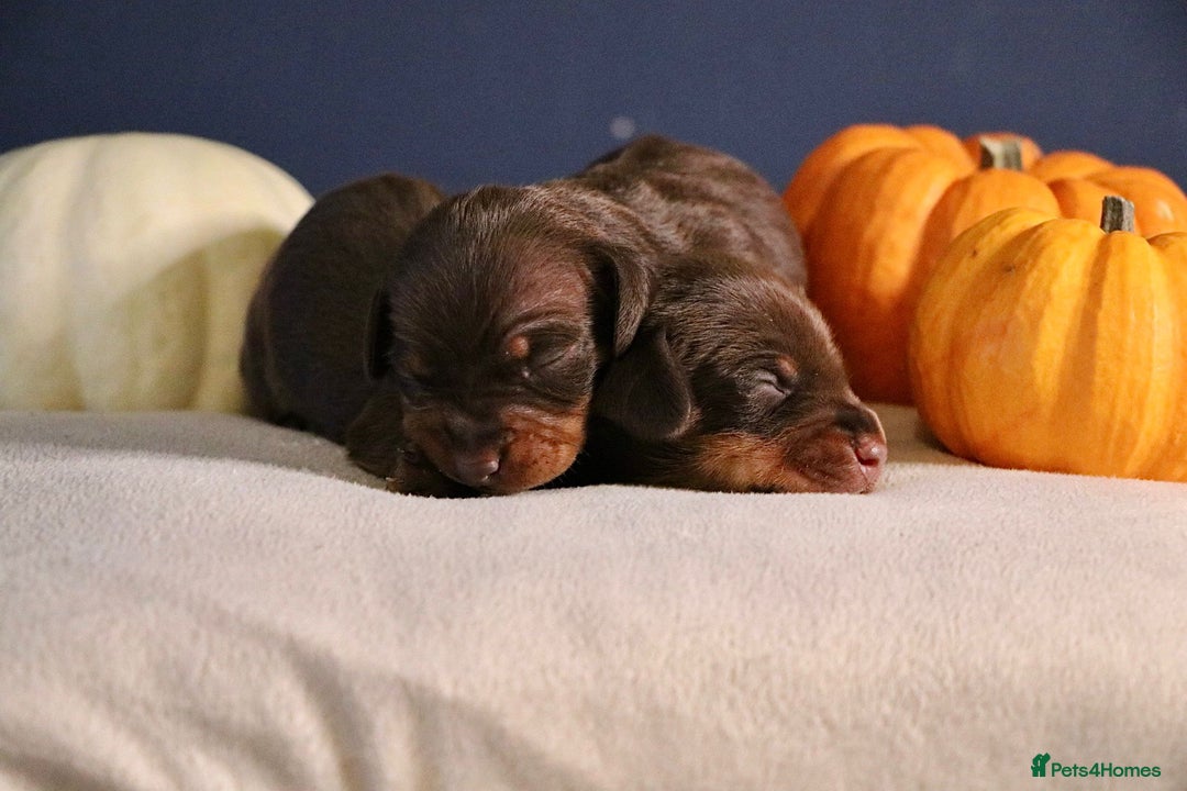 Miniature Dachshund dogs for sale: Pedigree KC show line miniature dachshund puppies  - Image 6