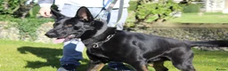 German Shepherd dogs for sale: EXCELLENT SHEPHERD PUPPIES  - Advert 1
