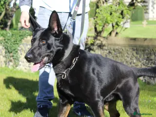 German Shepherd dogs German Shepard Puppies Ready Now - Advert 2