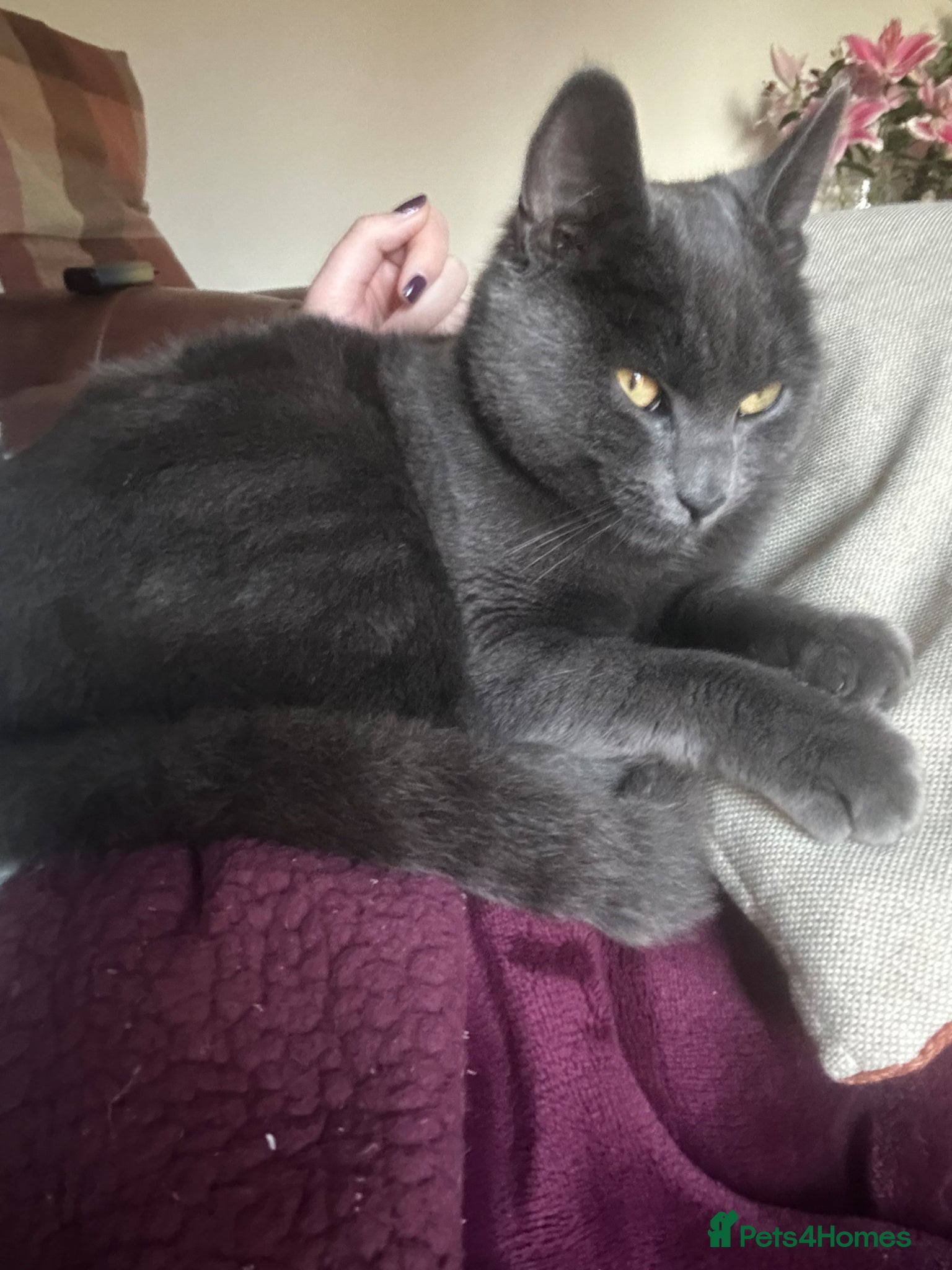 Mixed Breed cats Beautiful Grey Cat Looking for a Loving Home - Advert 1