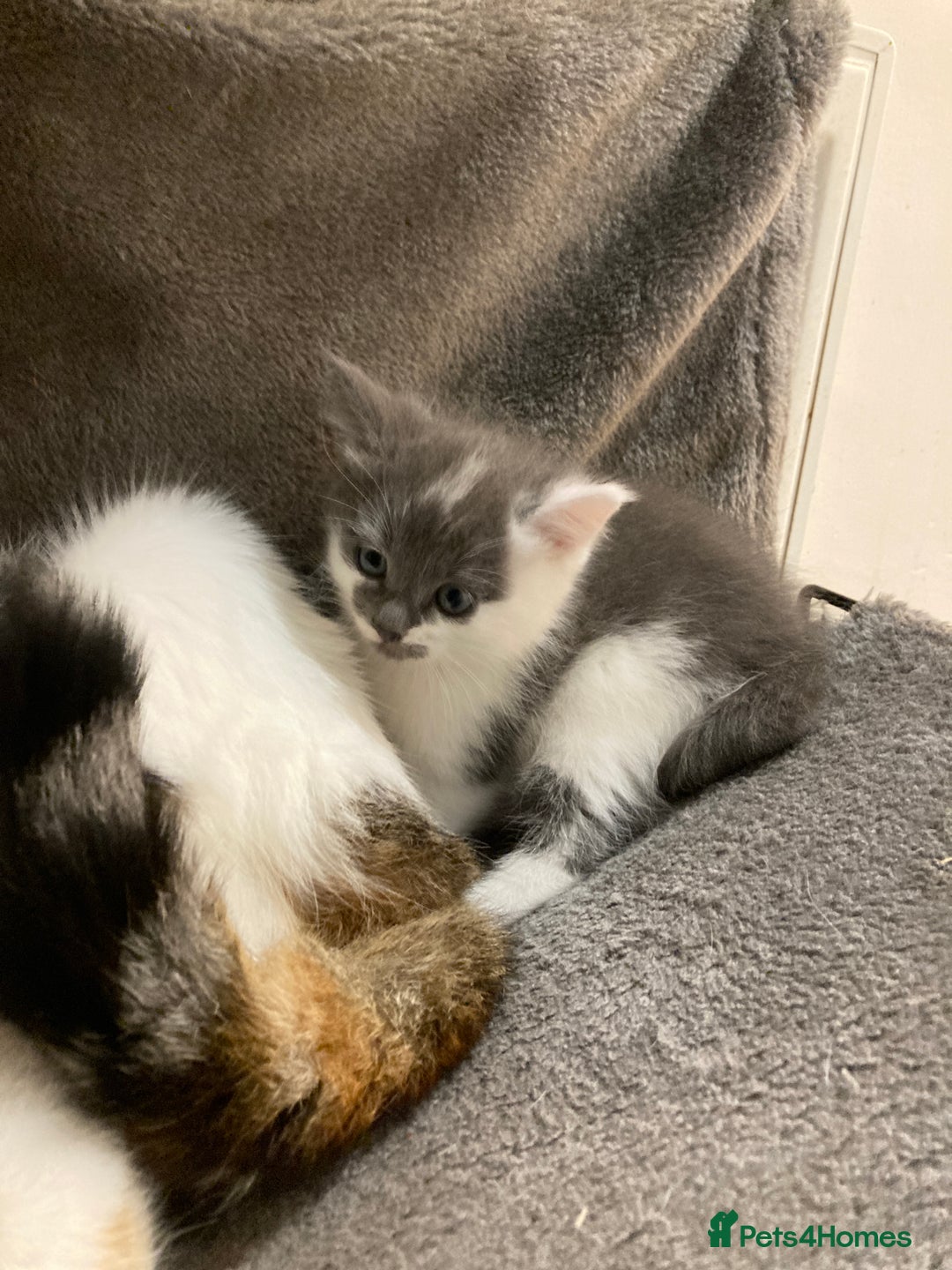 Mixed Breed cats for sale: Beautiful fluffy kittens for sale Ready 8/1/26 - Advert 4