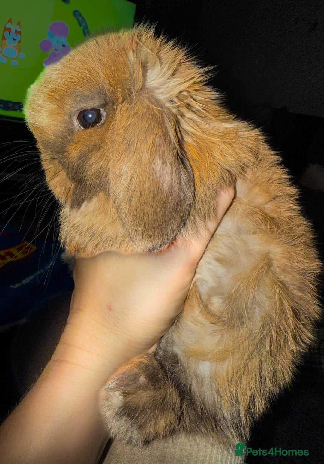 Mini Lop rabbits for sale: The best of the best ready to leave  - Advert 3