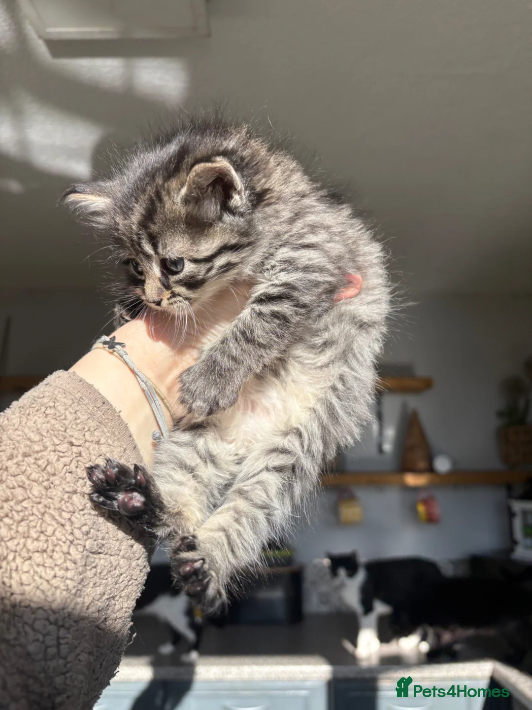 Mixed Breed cats for sale: 5 stunning mackrel tabby X ragdoll kittens  - Advert 1