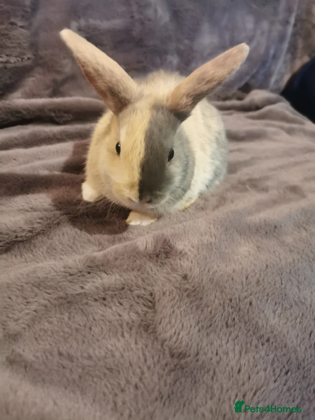 Mini Lop rabbits for sale: Beautiful Mini lop baby Rabbits  - Advert 1