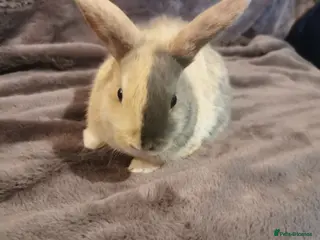 Mini Lop rabbits Beautiful Mini lop baby Rabbits - Advert 1