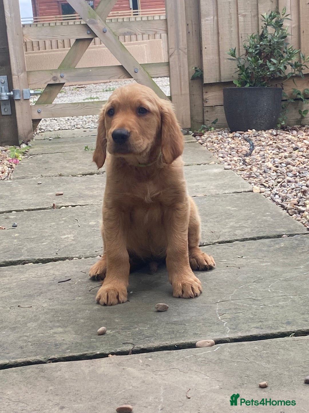 Golden Retriever dogs for sale: Kc pedigree golden retrievers (fox red  in Malton - Image 28
