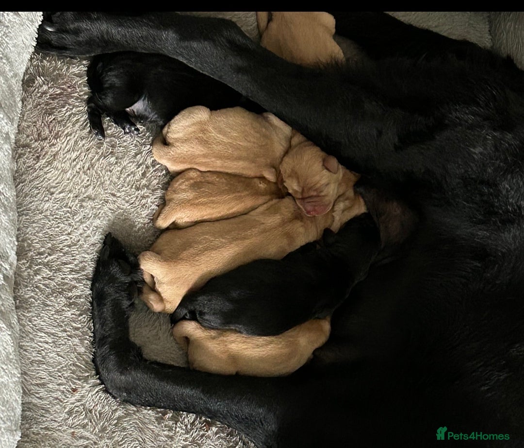 Labrador Retriever dogs for stud: Proven Health tested Lab Stud  in Chesterfield - Image 10