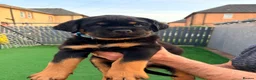 Rottweiler dogs for sale: 7 amazing rottweiler pups - Advert 13