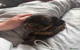 Mixed Breed dogs for sale: 4x male cocker pups  - Image 2