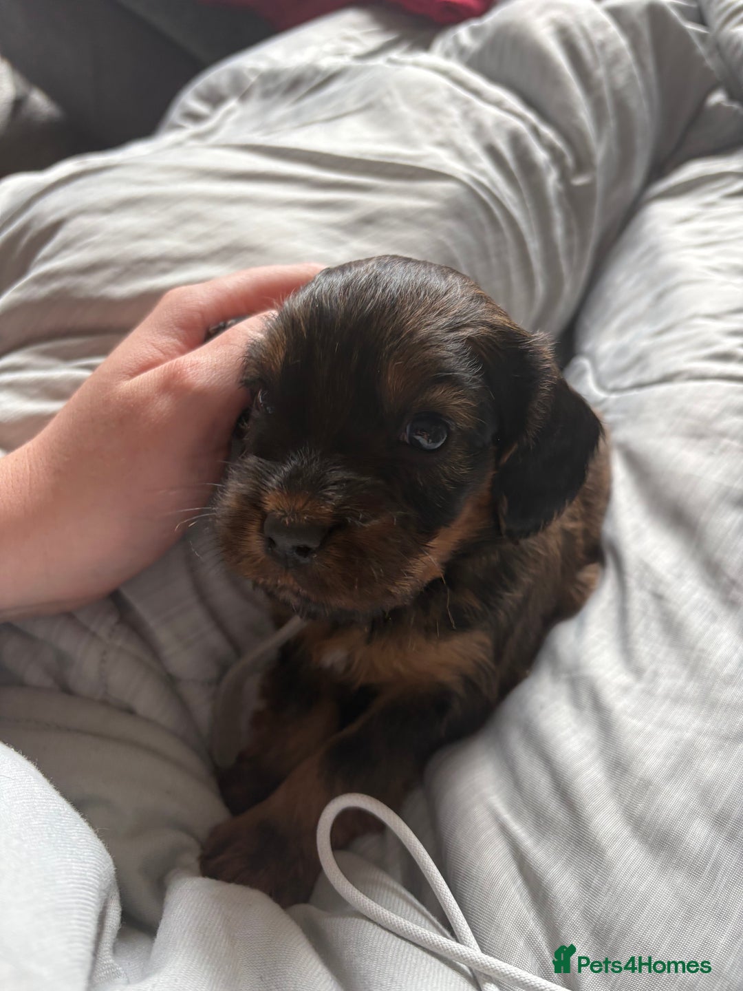 Mixed Breed dogs for sale: 4x male cocker pups  - Image 2