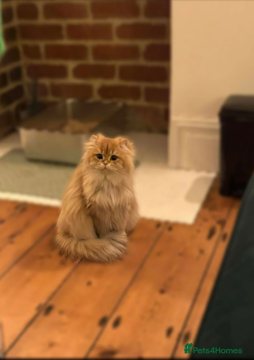 British Longhair cats for sale: Chocolate Golden Shaded female  - Advert 1