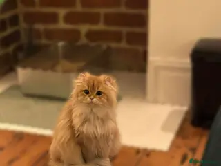 British Longhair cats Chocolate Golden Shaded female - Advert 10