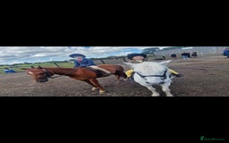 Riding pony horses for sale: Stunning show pony  - Image 5
