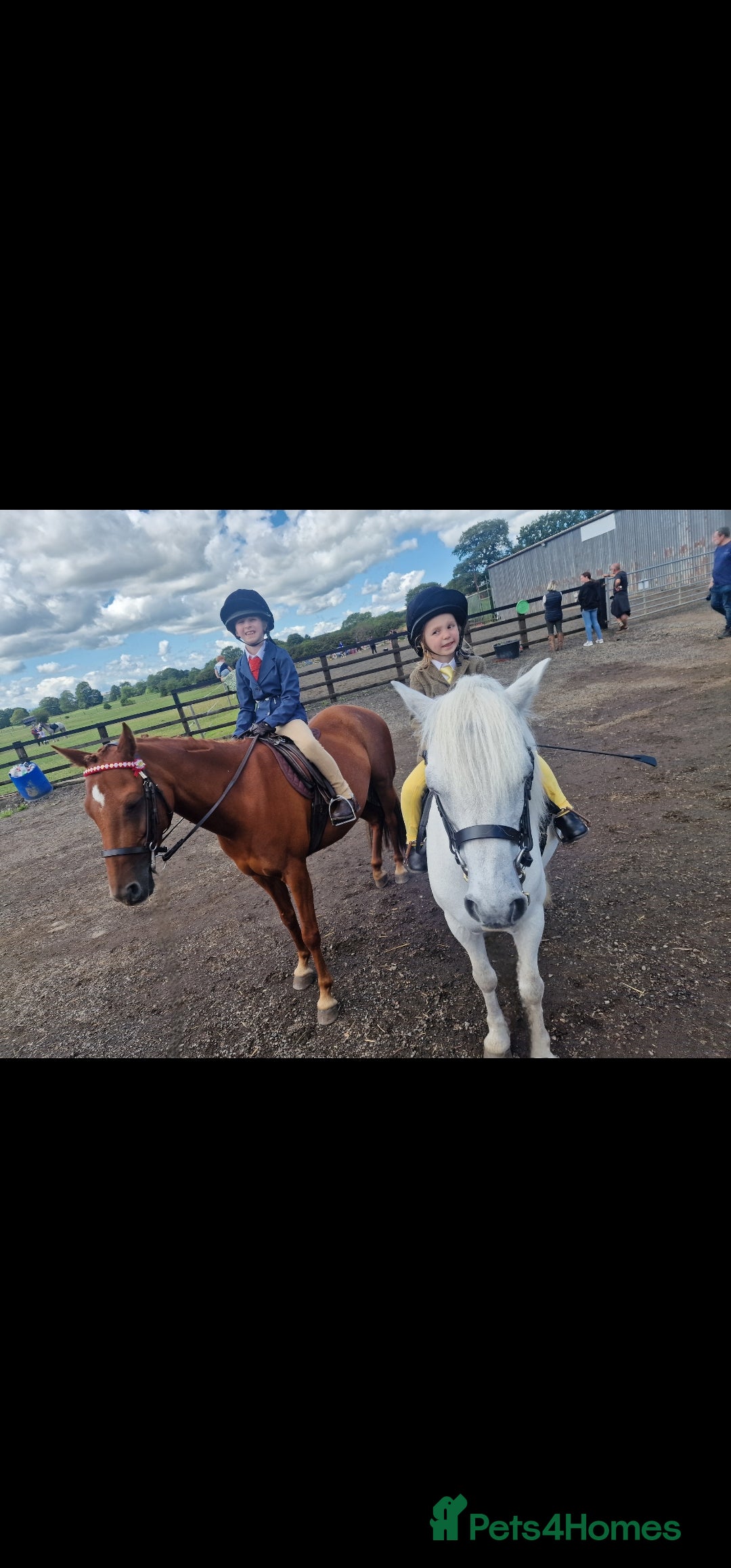 Riding pony horses for sale: Stunning show pony  - Image 5