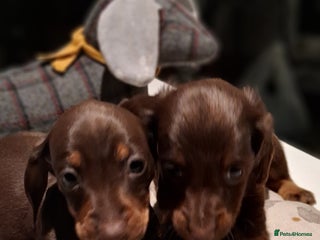Miniature Dachshund dogs MINIATURE DASCHUND BOYS - Advert 3