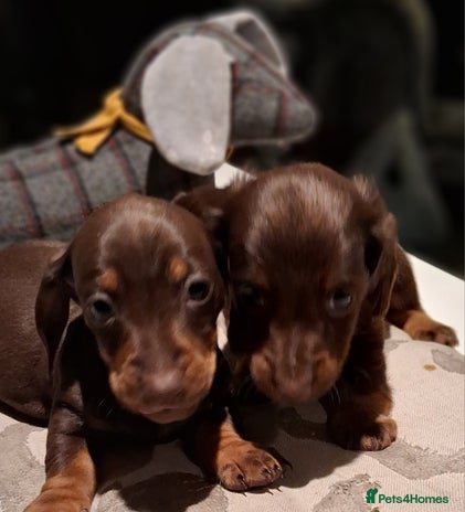 Miniature Dachshund dogs MINIATURE DASCHUND BOYS - Advert 1