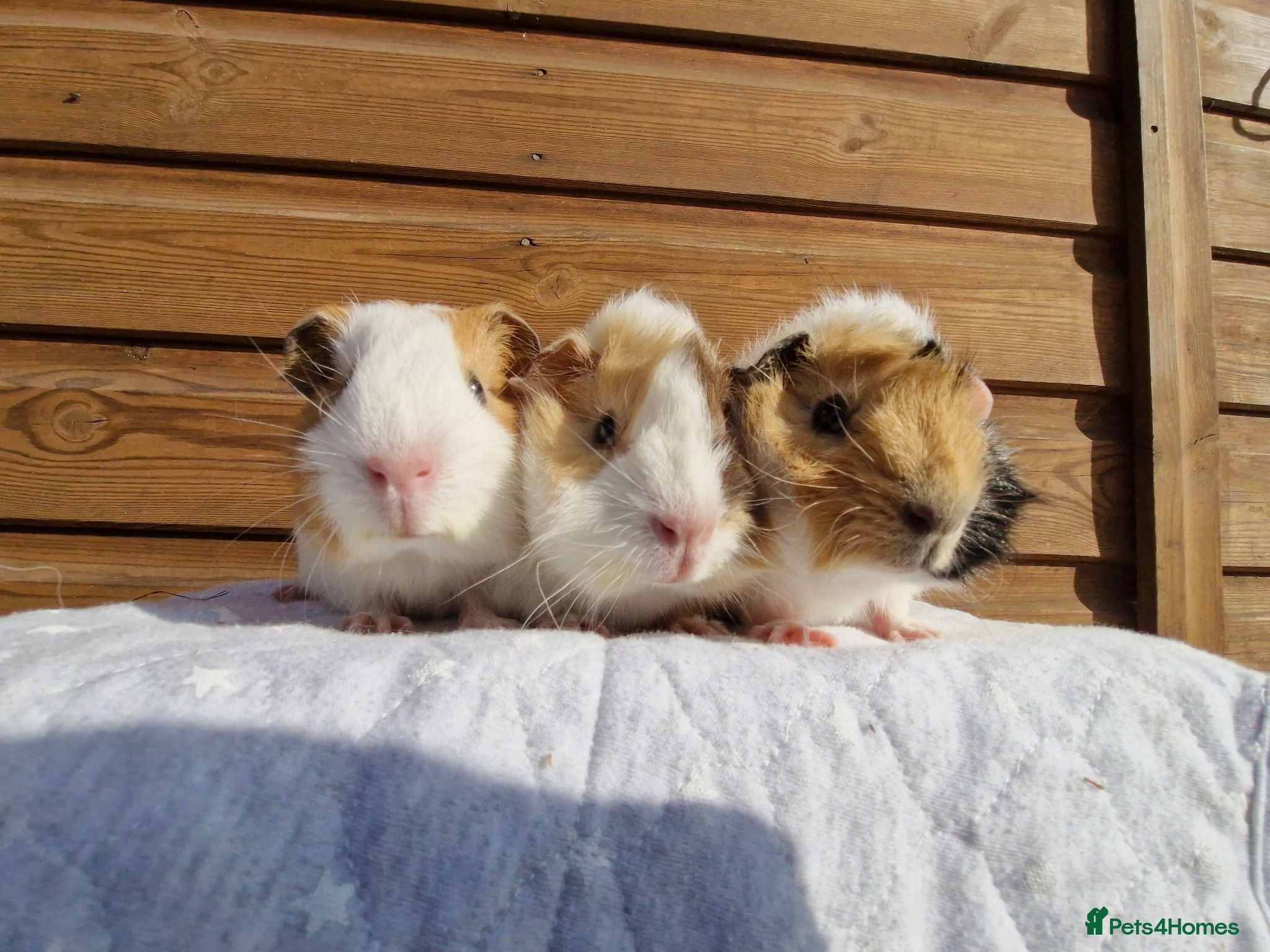 Guinea Pig rodents 3 Male baby guinea pigs - Ready to leave now - Advert 1