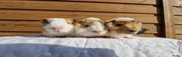 Guinea Pig rodents for sale: 3 Male baby guinea pigs - Ready to leave now - Advert 1